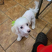 Johnny Pitts joined the competition — help win amazing prizes! puppy, dog, white_dog, bow, pet, floor, tile_floor, footwear, crocs, red_pants, indoor, pet_accessory, small_dog, cute, looking_up, animal, domestic_animal, fur, tail, companion