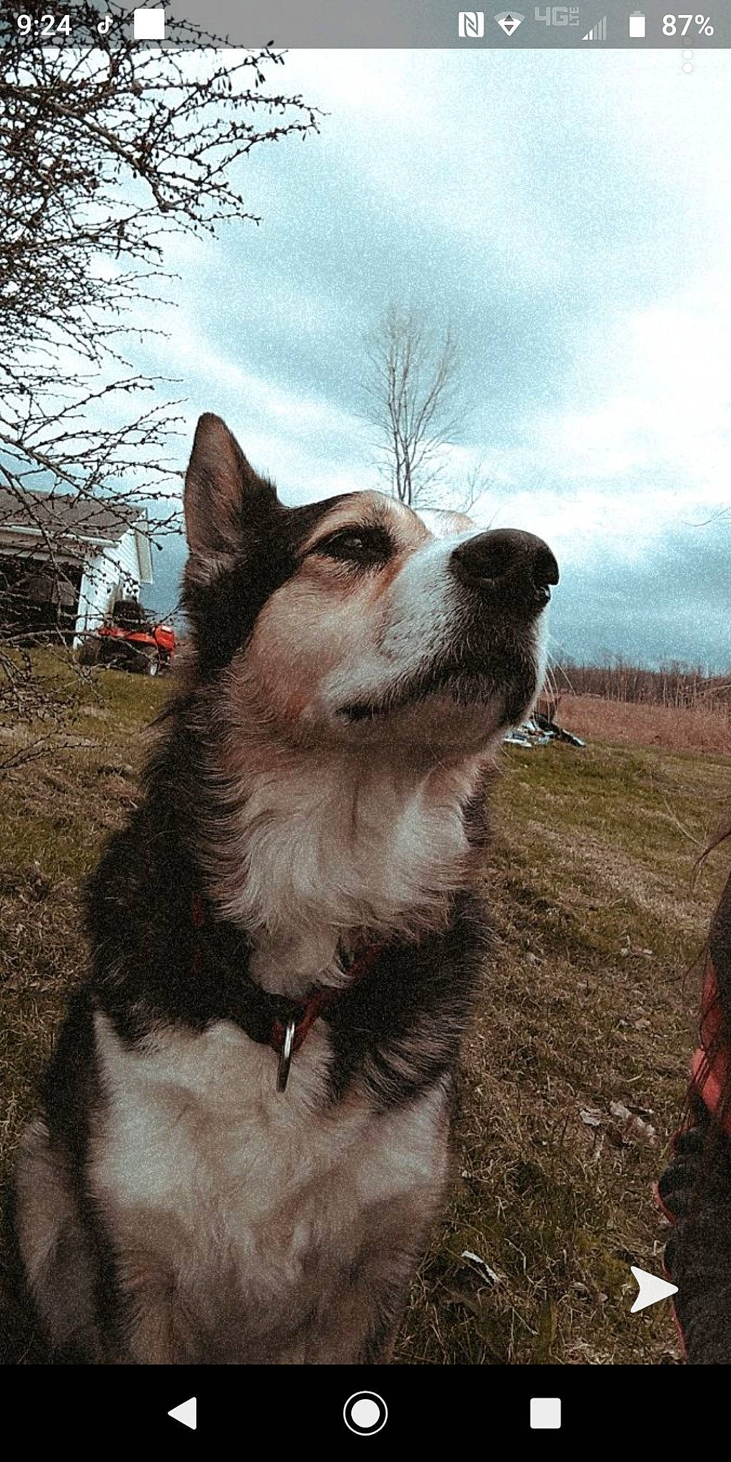 Bitty is registered to the contest to win money with this photo: alaskan_malamute, canadian_eskimo_dog, canidae, carnivore, dog, dog_breed, east_siberian_laika, greenland_dog, lapponian_herder, mammal, native_american_indian_dog, saarloos_wolfdog, seppala_siberian_sleddog, siberian_husky, sky, snout, tree, vertebrate, west_siberian_laika