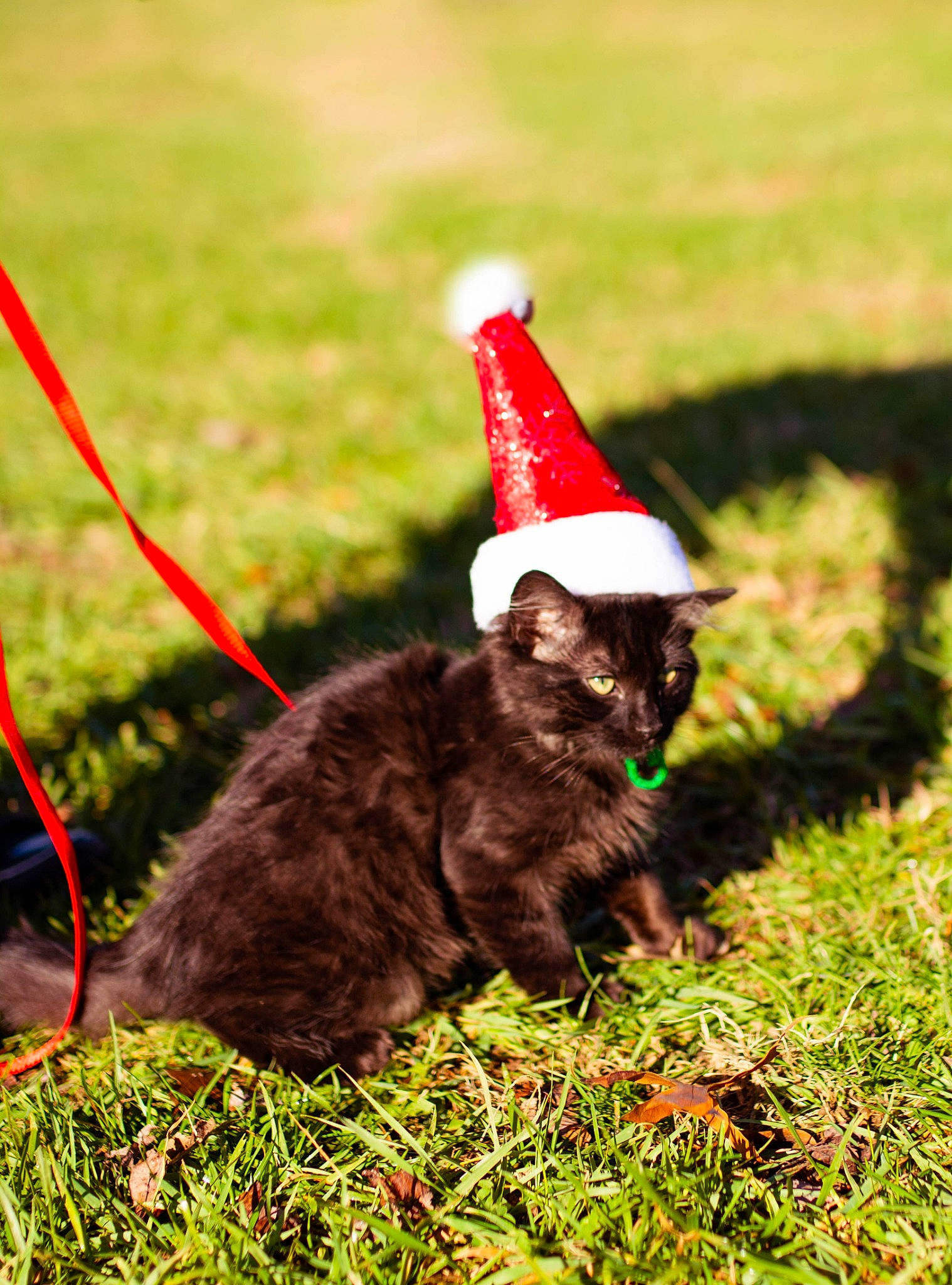 Gizmo joined the competition — help win amazing prizes! black_cat, carmine, carnivore, cat, collar, coquelicot, felidae, field, fur, grass, lawn, red, small_to_medium_sized_cats, tail, terrestrial_animal, whiskers