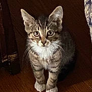 Mischief joined the competition — help win amazing prizes! kitten, cat, tabby, white_paws, floor, wooden_floor, indoor, pet, curious, young, feline, animal, small, cute, whiskers, ears, eyes, sitting, portrait, domestic_cat