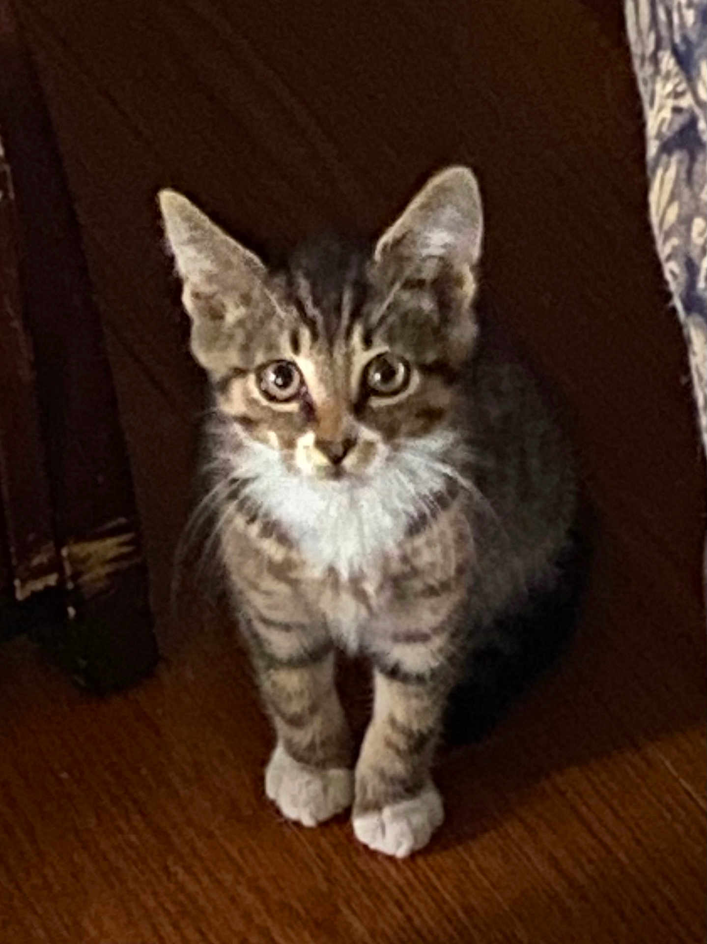 Mischief joined the competition — help win amazing prizes! kitten, cat, tabby, white_paws, floor, wooden_floor, indoor, pet, curious, young, feline, animal, small, cute, whiskers, ears, eyes, sitting, portrait, domestic_cat