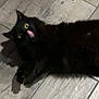 Salem is registered to the contest to win money with this photo: black_cat, cat, tongue_out, yellow_eyes, floor, tile_floor, pet, animal, indoor, playful, feline, fur, whiskers, paw, cute, domestic_cat, blurry, dim_light, lying_down, shadow