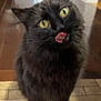 cat, black_cat, yellow_eyes, tongue_out, pet, feline, indoor, floor, tile_floor, wood_floor, fur, whiskers, playful, animal, cute, closeup, standing, domestic_cat, house, curious