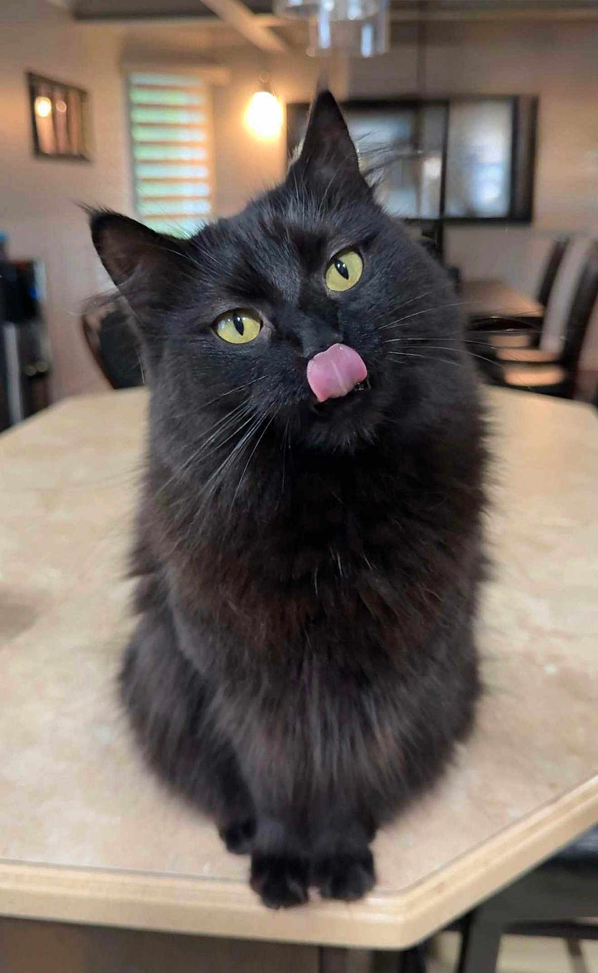 Salem is registered to the contest to win money with this photo: cat, black_cat, tongue_out, fluffy, indoor, kitchen, counter, yellow_eyes, pet, cute, playful, feline, animal, whiskers, sitting, domestic, fur, table, household, portrait