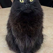 Salem joined the competition — help win amazing prizes! black_cat, cat, yellow_eyes, fluffy_fur, indoor, kitchen, countertop, feline, pet, curious, animal, whiskers, sitting, domestic, home, table, furniture, window, chair, natural_light