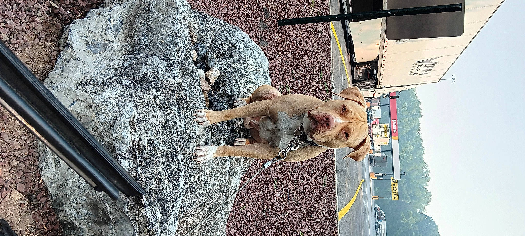 Bubs joined the competition — help win amazing prizes! adventure, barechested, canidae, carnivore, dog, fawn, flesh, fun, leisure, recreation, rock, sky, sport_climbing