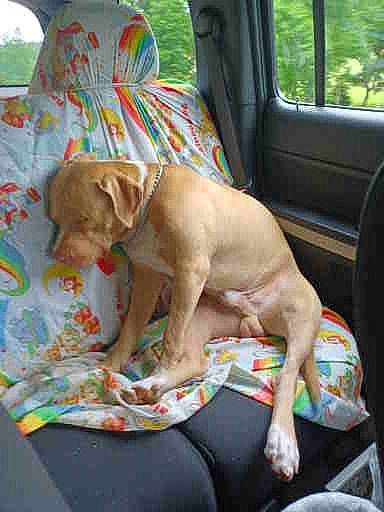 Bubs joined the competition — help win amazing prizes! auto_part, canidae, car_seat, car_seat_cover, carnivore, comfort, companion_dog, dog, dog_breed, dog_supply, fawn, linens, liver, motor_vehicle, pet_supply, seat_belt, sporting_group, vehicle, vehicle_door, working_animal