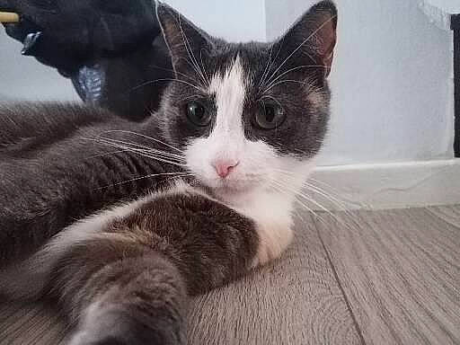 Toupou participe au concours pour gagner de l'argent avec cette photo : aegean_cat, black_and_white, carnivore, cat, domestic_short_haired_cat, european_shorthair, felidae, fur, kitten, mammal, polydactyl_cat, small_to_medium_sized_cats, snout, tabby_cat, whiskers