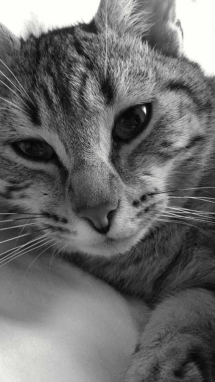 Jacks a rejoint le concours — aidez-le/la à gagner de superbes lots ! black_and_white, carnivore, cat, ear, eye, felidae, grey, hair, head, human_body, leg, mammal, monochrome, monochrome_photography, small_to_medium_sized_cats, snout, style, terrestrial_animal, vertebrate, whiskers