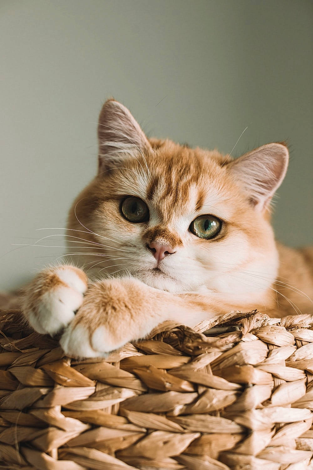Arable joined the competition — help win amazing prizes! basket, carnivore, cat, cat_supply, claw, domestic_short_haired_cat, fawn, felidae, fur, paw, pet_supply, photo_caption, small_to_medium_sized_cats, snout, still_life_photography, tail, terrestrial_animal, whiskers, wildlife, wood