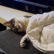 Mistygris a rejoint le concours — aidez-le/la à gagner de superbes lots ! cat, sleeping, blanket, couch, indoor, pet, cozy, fur, paw, relaxation, home, television, soundbar, fabric, resting, domestic, feline, comfort, whiskers, nap