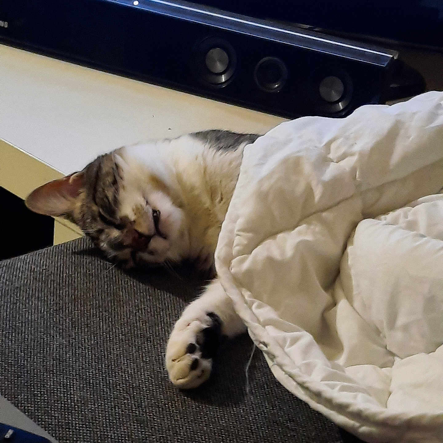 Mistygris a rejoint le concours — aidez-le/la à gagner de superbes lots ! blanket, cat, comfort, couch, cozy, domestic, fabric, feline, fur, home, indoor, nap, paw, pet, relaxation, resting, sleeping, soundbar, television, whiskers