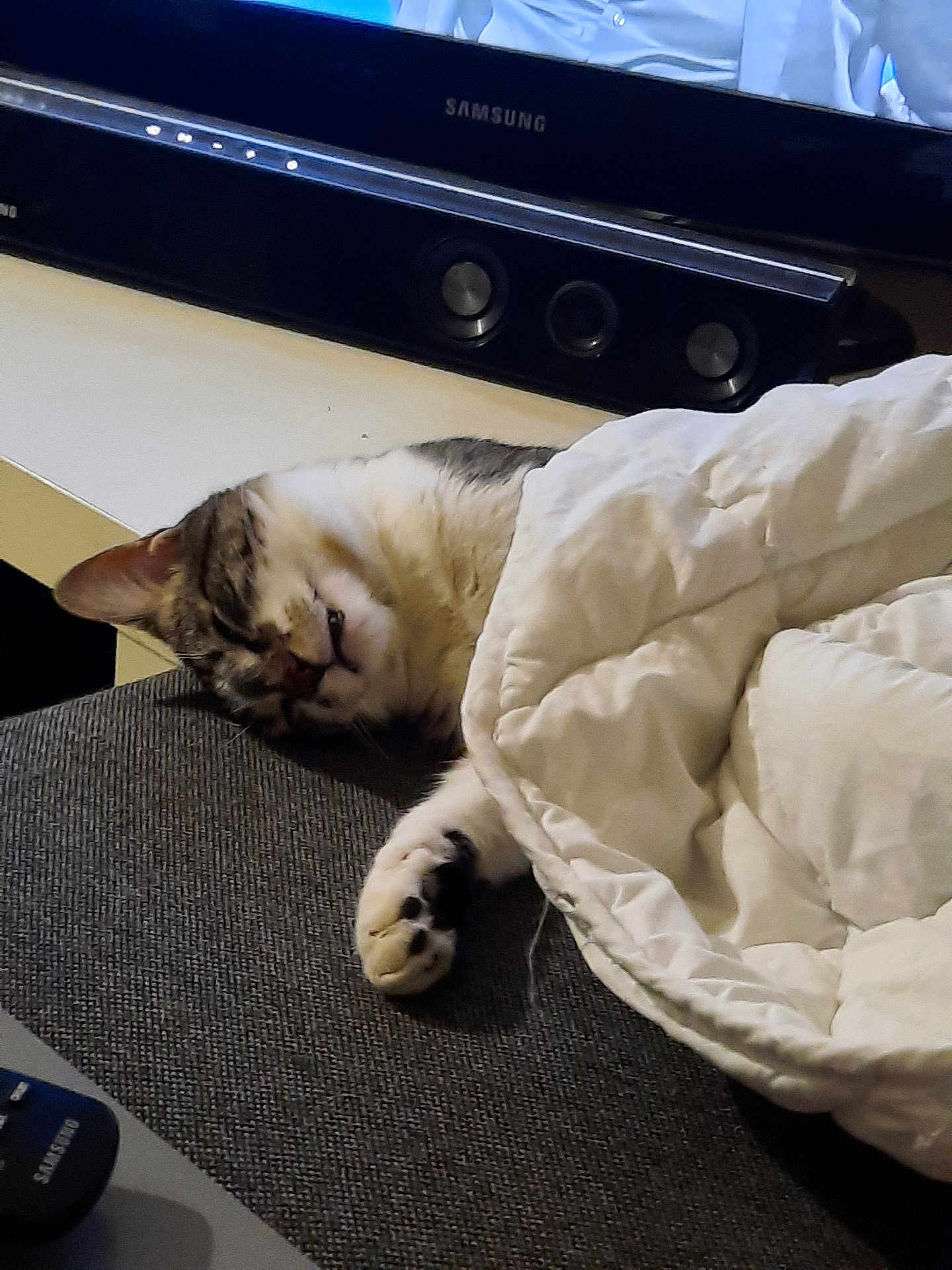 Mistygris a rejoint le concours — aidez-le/la à gagner de superbes lots ! cat, sleeping, blanket, couch, indoor, pet, cozy, fur, paw, relaxation, home, television, soundbar, fabric, resting, domestic, feline, comfort, whiskers, nap