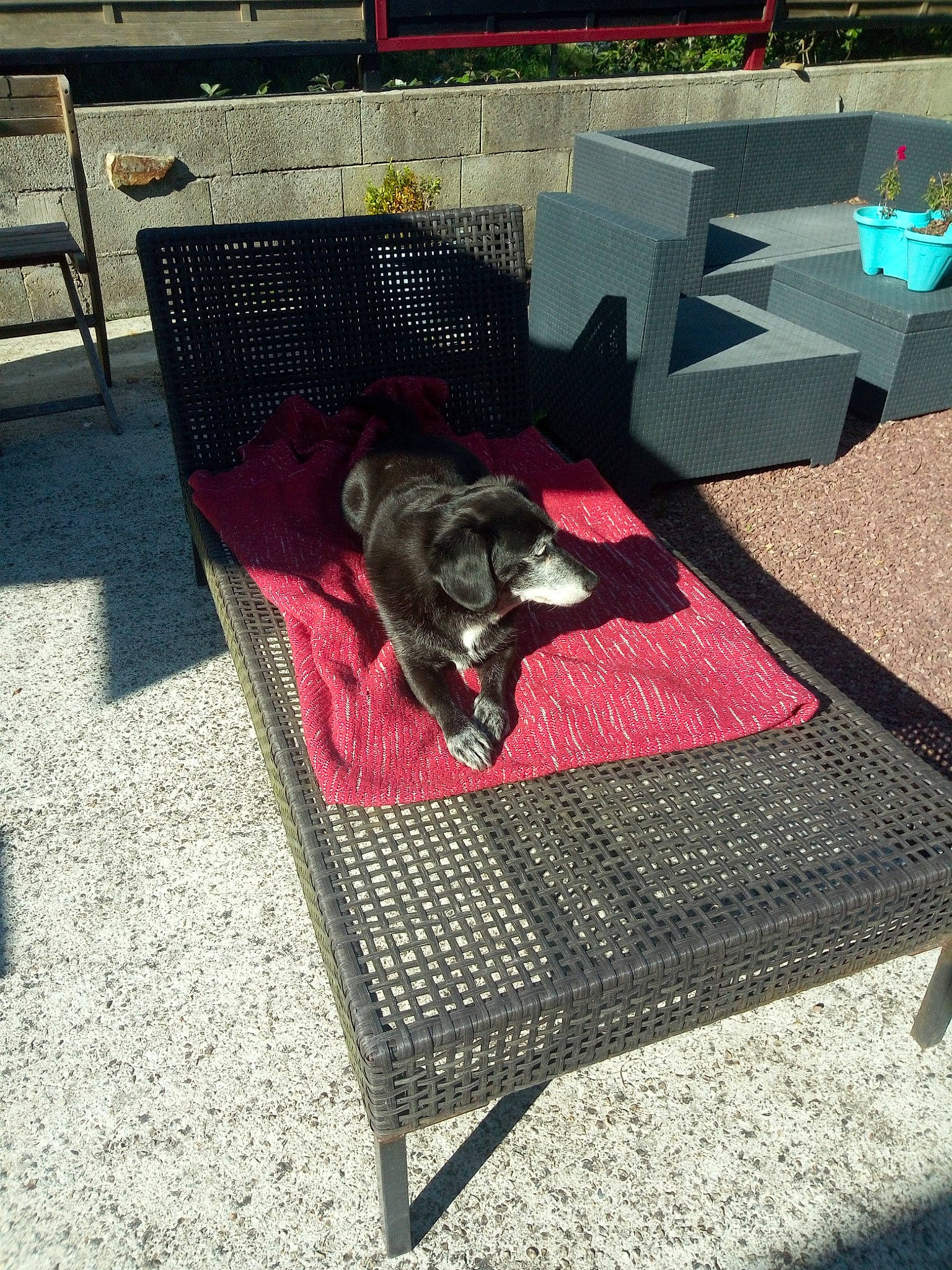 Câline participe au concours pour gagner de l'argent avec cette photo : carnivore, chair, comfort, companion_dog, dog, dog_breed, dog_supply, flooring, furniture, grass, hardwood, leisure, outdoor_furniture, outdoor_table, pattern, rectangle, sporting_group, tints_and_shades, wood, working_animal