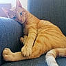 cat, orange_tabby, feline, pet, indoor, couch, fabric, resting, relaxed, animal, whiskers, tail, paw, blue_eyes, home, furniture, cozy, sleepy, cute, companion