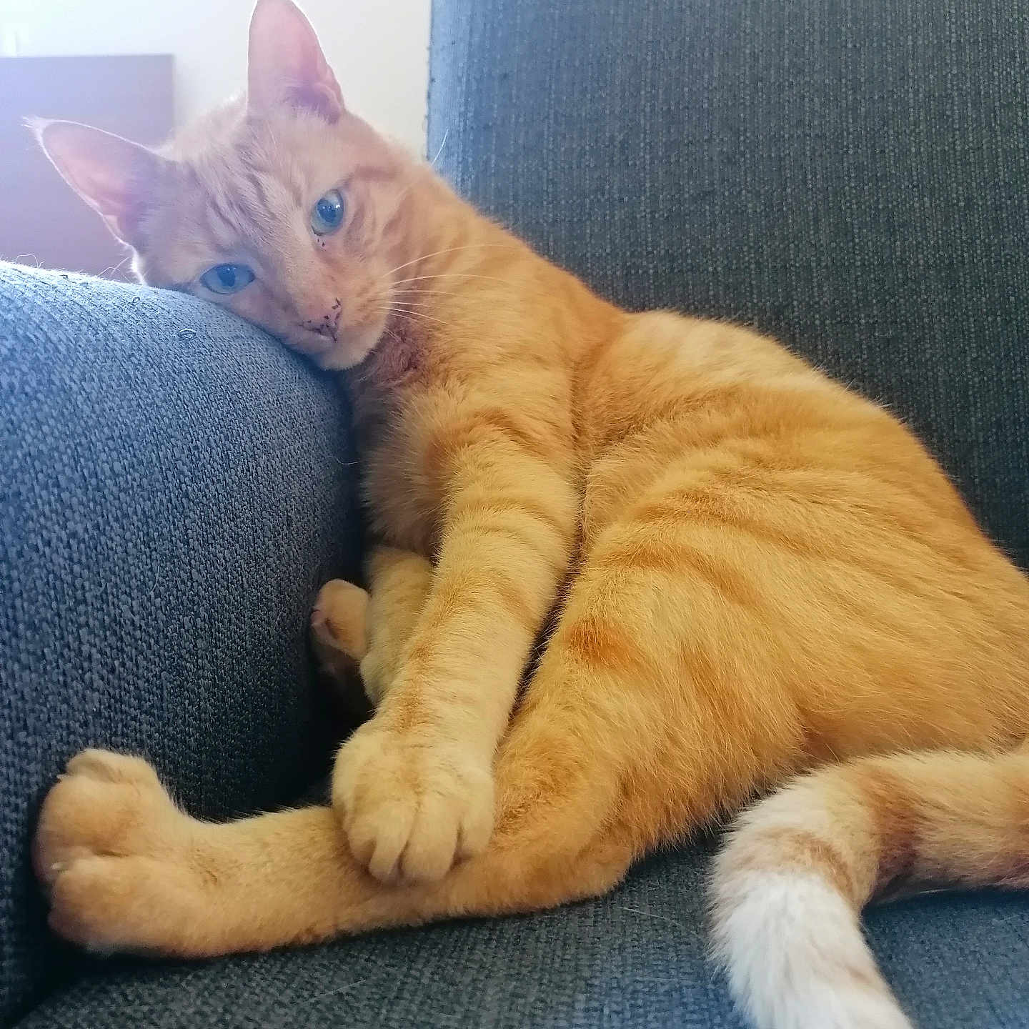 Lulu participe au concours pour gagner de l'argent avec cette photo : cat, orange_tabby, feline, pet, indoor, couch, fabric, resting, relaxed, animal, whiskers, tail, paw, blue_eyes, home, furniture, cozy, sleepy, cute, companion
