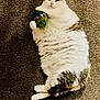 cat, fluffy, white, tabby, carpet, toy, knitted_ball, paw, lying_down, relaxed, indoor, pet, cute, fur, whiskers, playful, domestic_cat, animal, resting, cozy