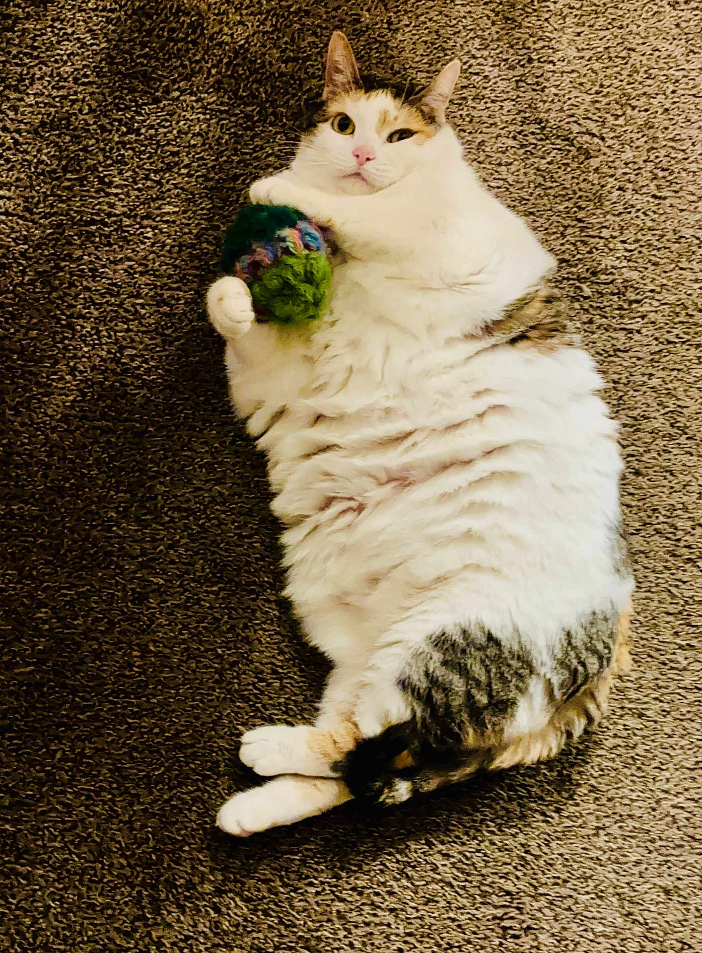 Whittle Kitty is registered to the contest to win money with this photo: cat, fluffy, white, tabby, carpet, toy, knitted_ball, paw, lying_down, relaxed, indoor, pet, cute, fur, whiskers, playful, domestic_cat, animal, resting, cozy