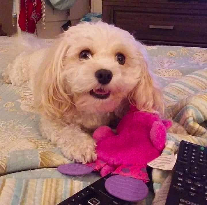 Kieli is registered to the contest to win money with this photo: canidae, carnivore, companion_dog, dog, dog_breed, dog_clothes, dog_collar, dog_supply, flooring, fur, happy, labradoodle, maltepoo, pink, poodle, puppy_love, snout, sporting_group, toy, toy_dog