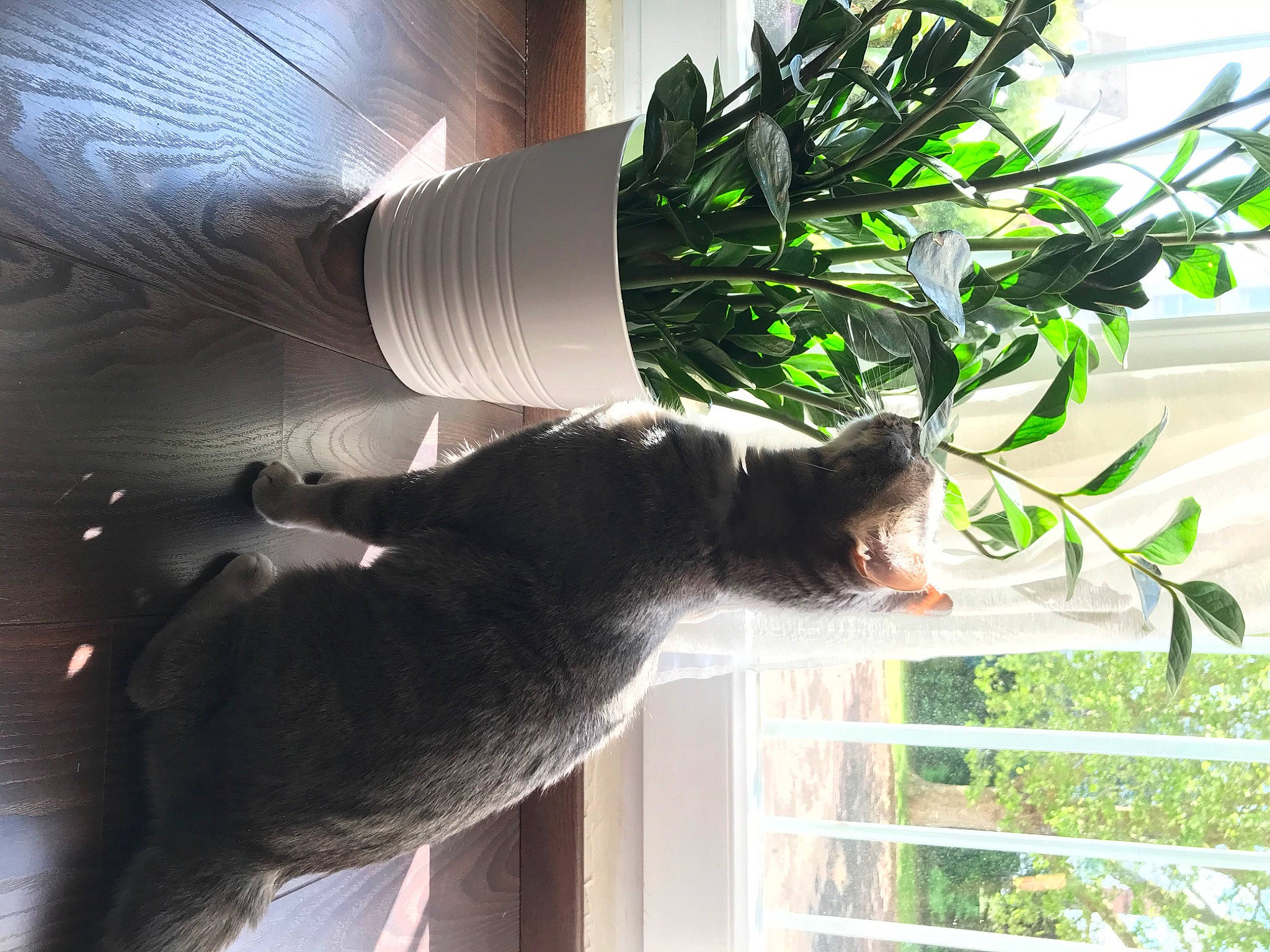 Ginette a rejoint le concours — aidez-le/la à gagner de superbes lots ! cat, houseplant, leaf, organism, plant, tree