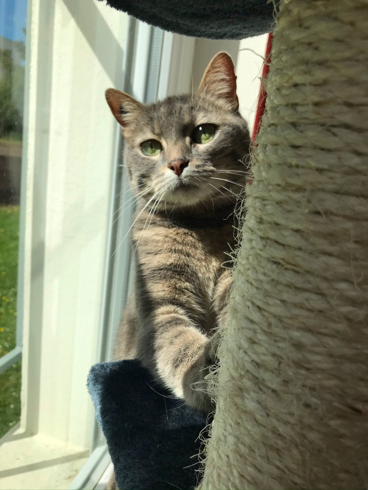 Ginette participe au concours pour gagner de l'argent avec cette photo : american_shorthair, american_wirehair, asian, carnivore, cat, domestic_short_haired_cat, dragon_li, egyptian_mau, european_shorthair, felidae, fur, kitten, mammal, small_to_medium_sized_cats, snout, tabby_cat, tree, whiskers, window