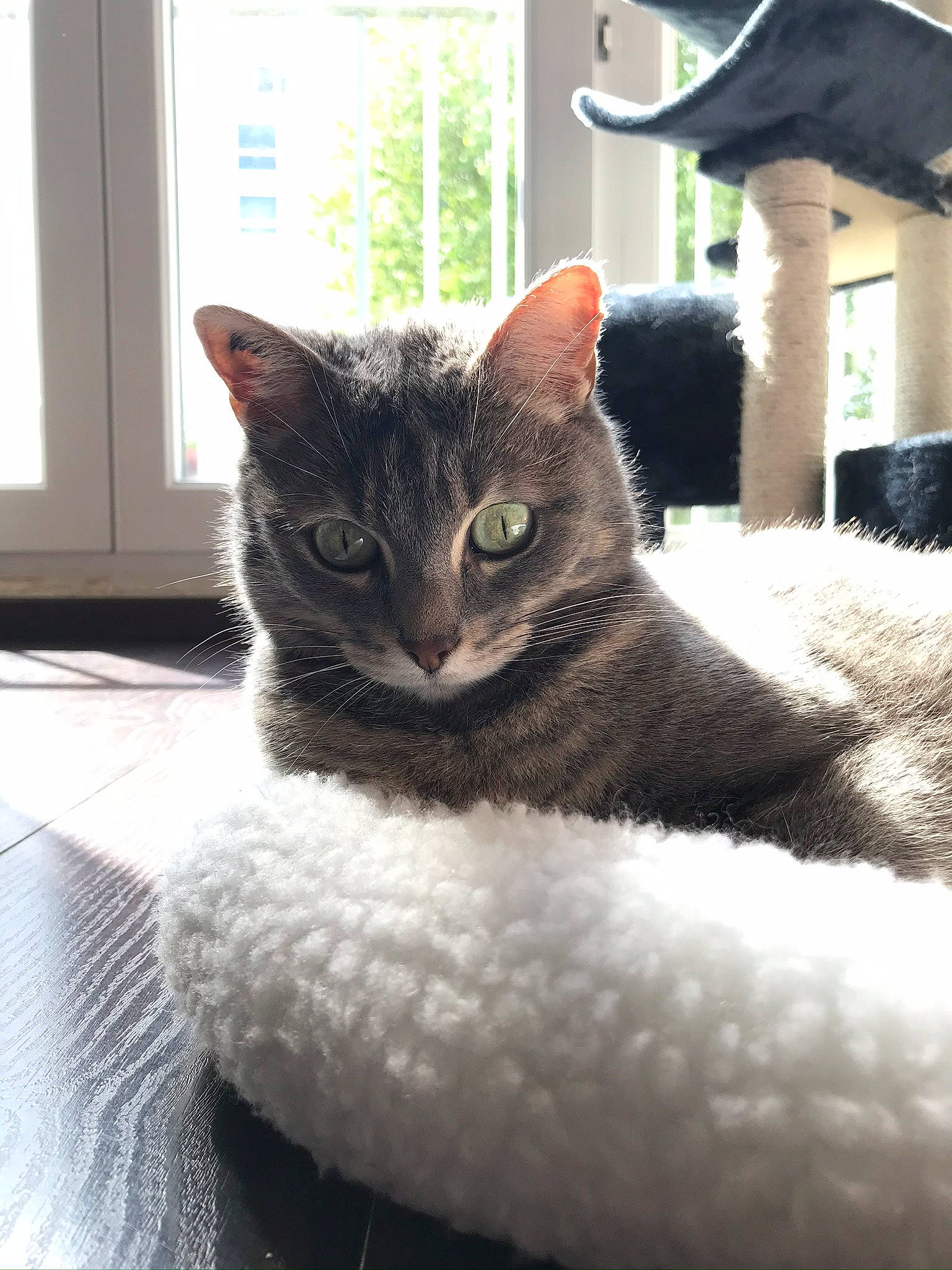 Ginette a rejoint le concours — aidez-le/la à gagner de superbes lots ! aegean_cat, american_wirehair, asian, australian_mist, carnivore, cat, domestic_short_haired_cat, dragon_li, european_shorthair, fawn, felidae, fur, german_rex, kitten, mammal, ojos_azules, polydactyl_cat, small_to_medium_sized_cats, tabby_cat, whiskers