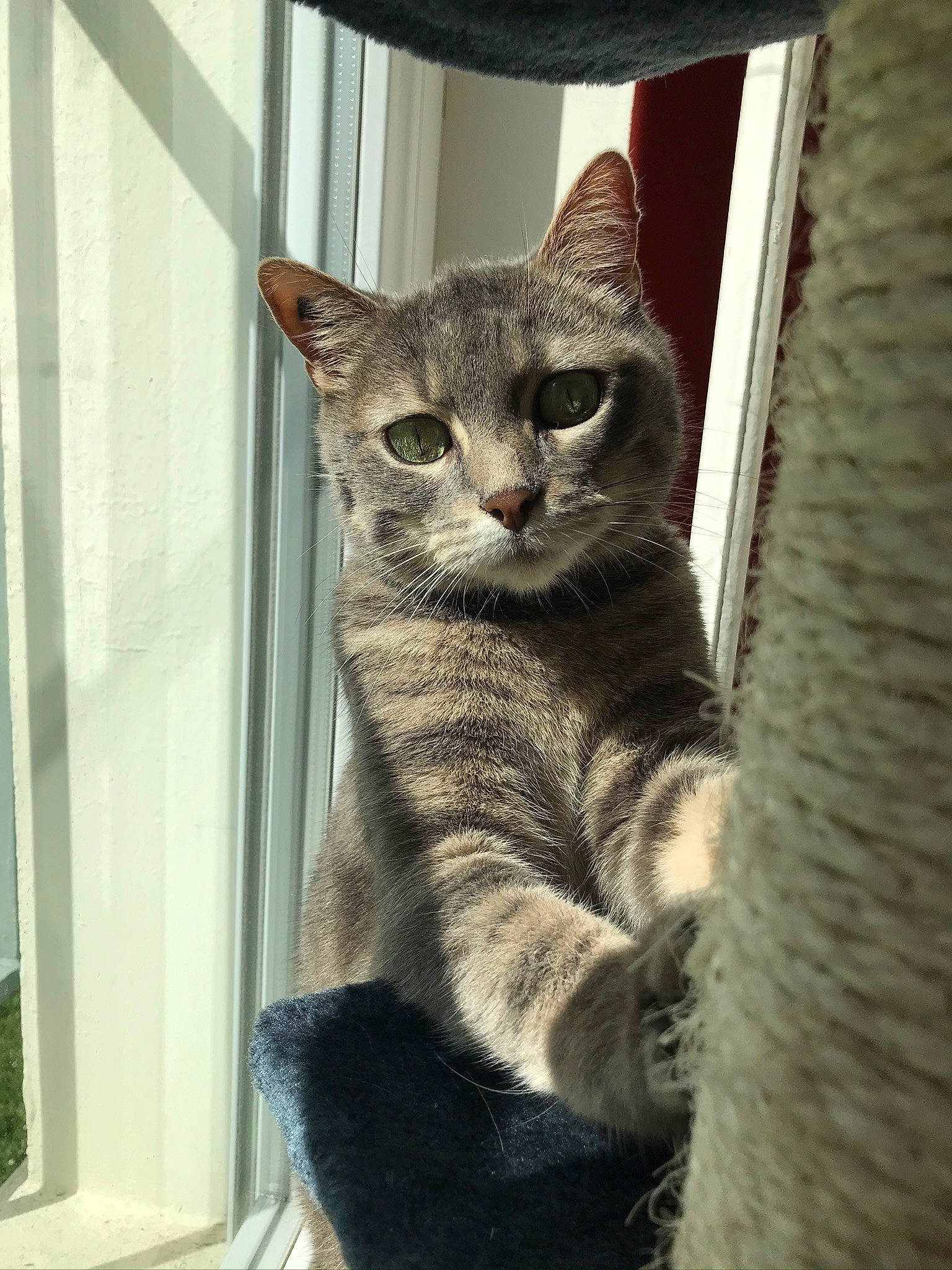 Ginette participe au concours pour gagner de l'argent avec cette photo : american_shorthair, asian, carnivore, cat, domestic_short_haired_cat, dragon_li, egyptian_mau, european_shorthair, felidae, kitten, mammal, small_to_medium_sized_cats, snout, tabby_cat, whiskers, window