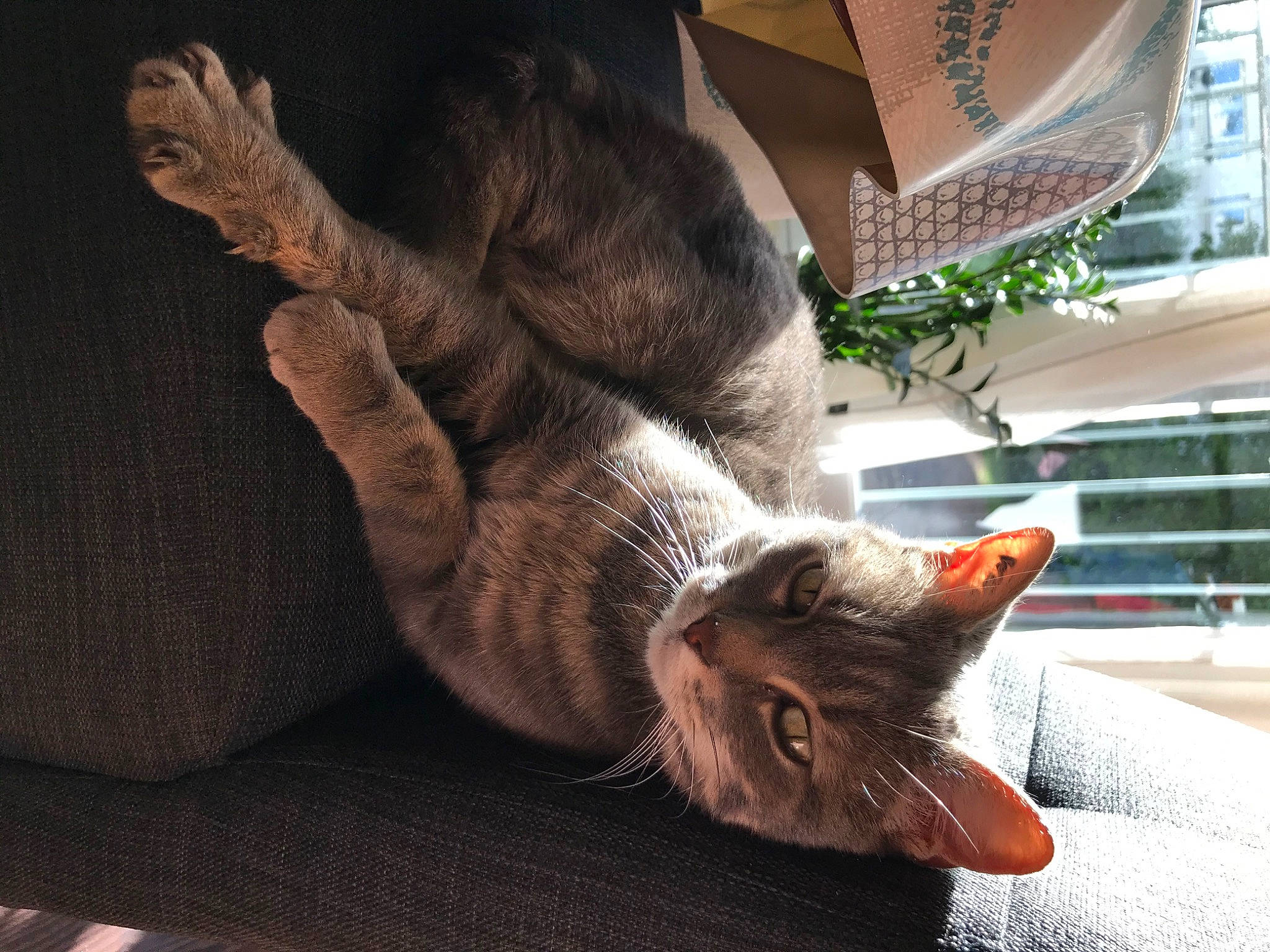 Ginette a rejoint le concours — aidez-le/la à gagner de superbes lots ! asian, carnivore, cat, claw, domestic_short_haired_cat, ear, european_shorthair, felidae, fur, hand, korat, nebelung, paw, polydactyl_cat, russian_blue, small_to_medium_sized_cats, snout, tabby_cat, tail, whiskers