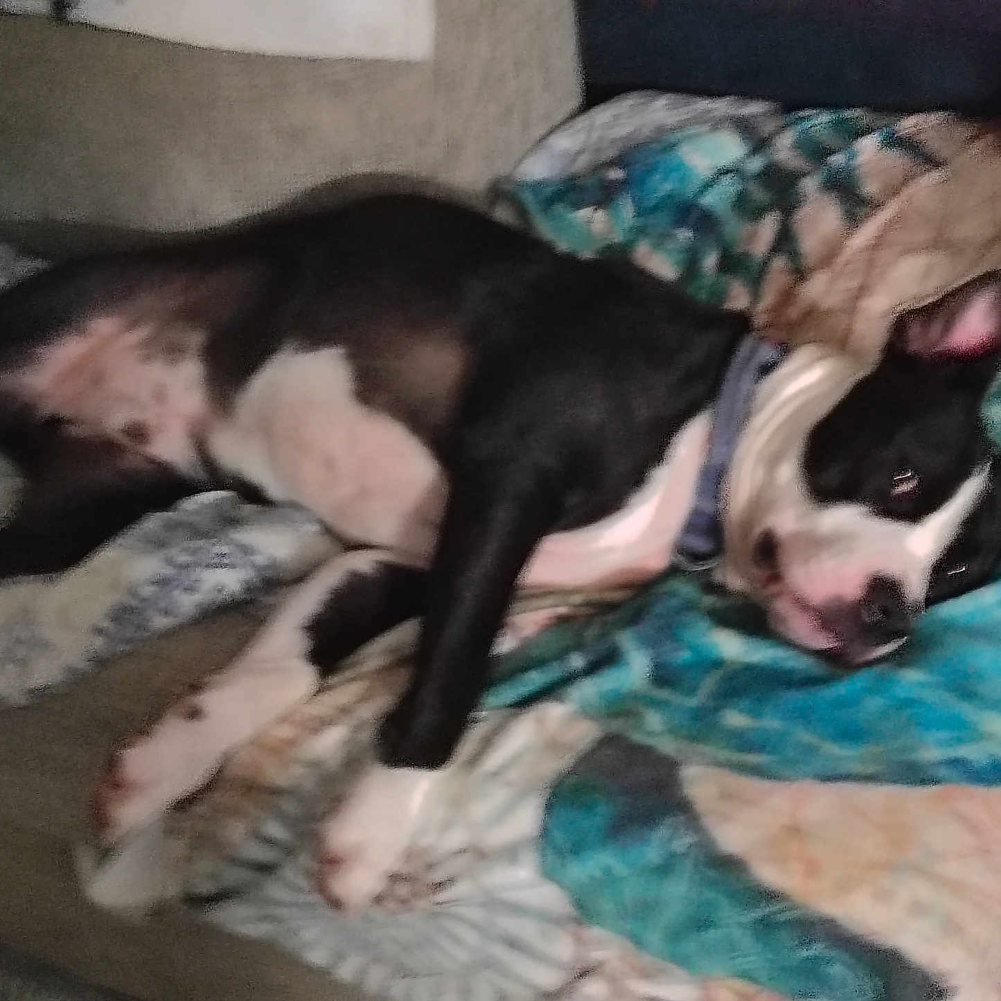 Diesel is registered to the contest to win money with this photo: animal, black_and_white, blanket, canine, collar, comfort, cozy, dog, face, fur, home, indoor, lying_down, paw, pet, quilt, relaxed, resting, sleepy, soft