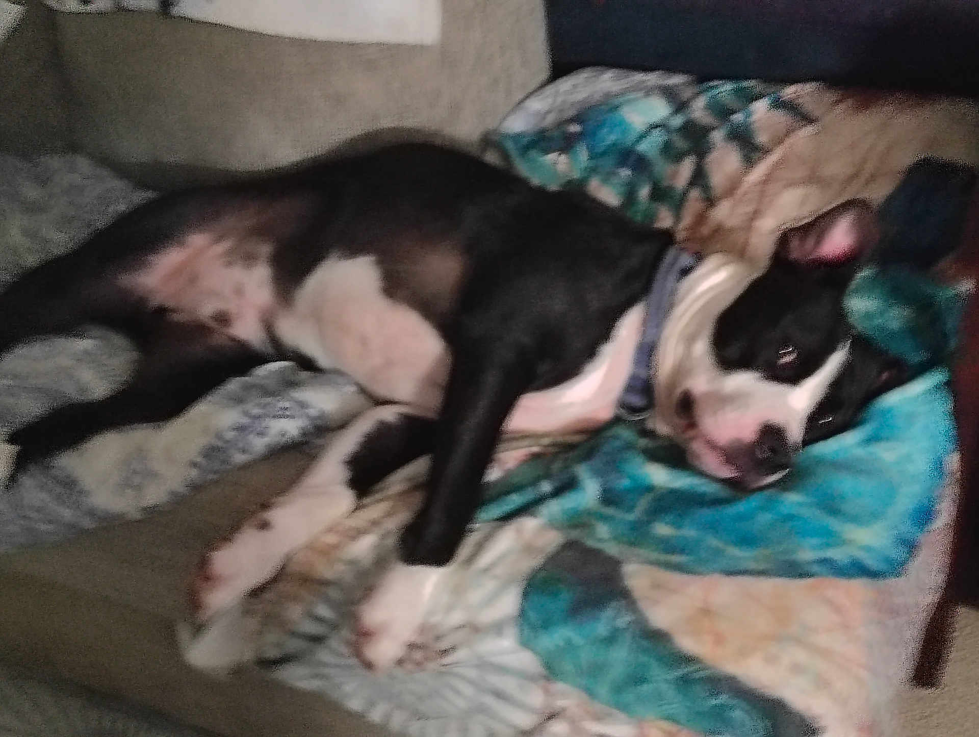 Diesel is registered to the contest to win money with this photo: dog, pet, lying_down, blanket, quilt, indoor, relaxed, black_and_white, canine, resting, collar, fur, sleepy, comfort, animal, home, soft, cozy, paw, face
