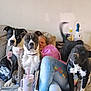 Diesel is registered to the contest to win money with this photo: dog, person, couch, indoor, relaxing, pet, canine, furniture, casual_clothing, table, cup, straw, cleaning_supplies, packaging, tail_wagging, jeans, hoodie, face, sitting, three_dogs