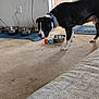Diesel is registered to the contest to win money with this photo: dog, black_and_white, collar, carpet, balls, metal_bowl, feeding_area, indoor, wall, electrical_outlet, blue_mat, floor, pet, animal, toy, canine, domestic, side_view, standing, home