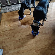 Diesel is registered to the contest to win money with this photo: dog, black_dog, white_dog, kitchen, wooden_floor, food_bowl, milk, spill, pet, domestic_animal, animal, two_dogs, collar, eating, indoor, floor, cabinet, mat, home, feeding