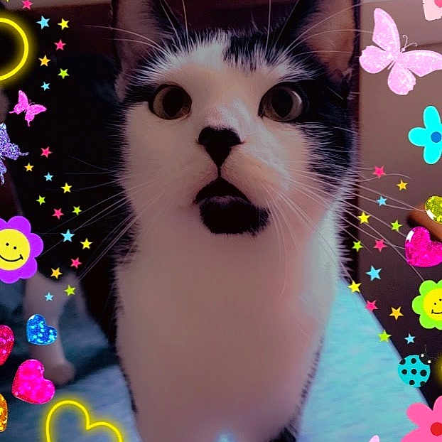 Remmie is registered to the contest to win money with this photo: art, carnivore, cat, collar, creative_arts, domestic_short_haired_cat, event, felidae, fur, magenta, organism, pattern, paw, small_to_medium_sized_cats, snapshot, snout, tail, terrestrial_animal, whiskers, window