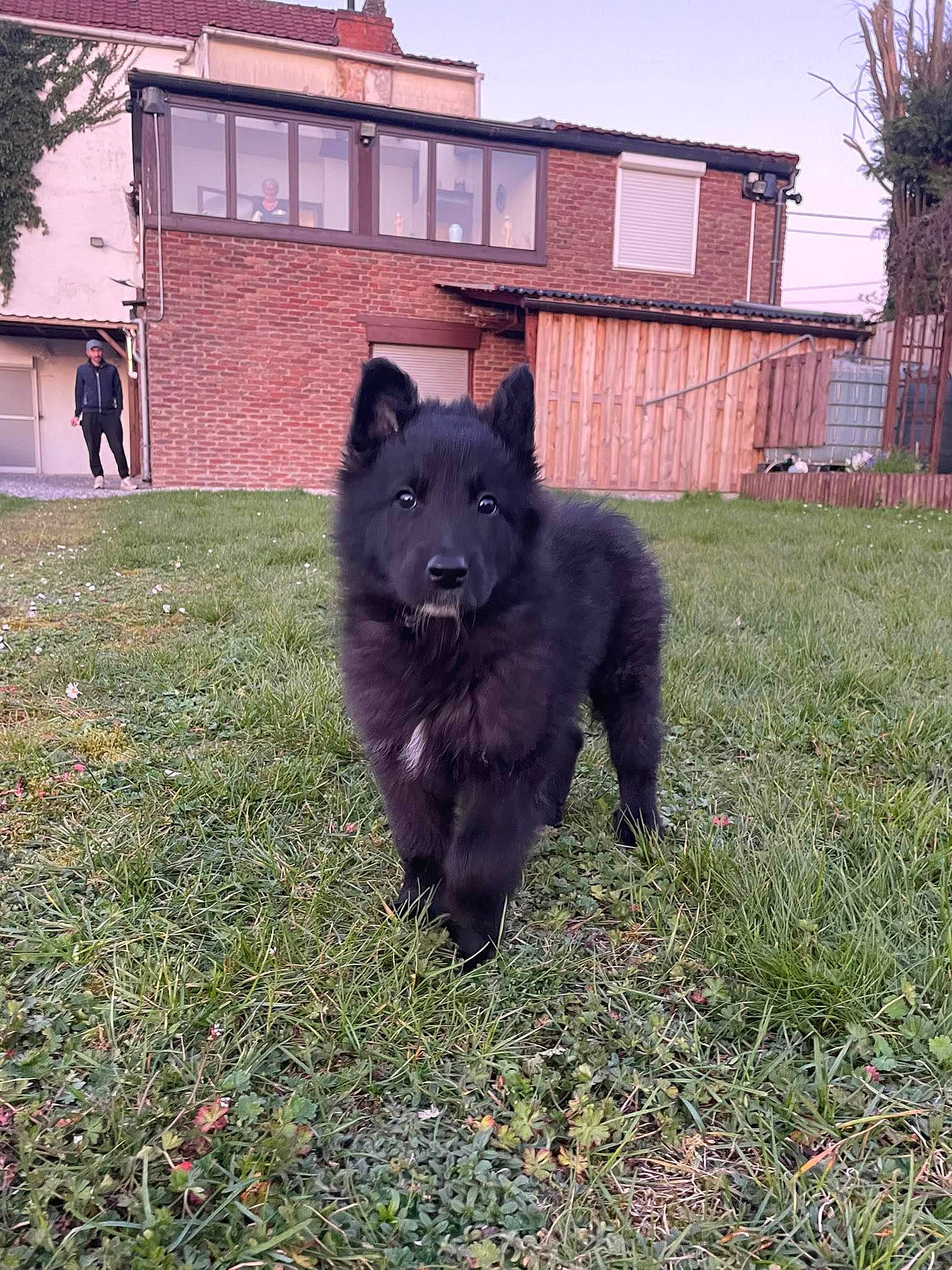 Black participe au concours pour gagner de l'argent avec cette photo : black_norwegian_elkhound, building, canis, carnivore, companion_dog, dog, dog_breed, german_spitz_mittel, grass, guard_dog, herding_dog, mudi, plant, sky, spitz, sporting_group, tree, window, working_animal, working_dog