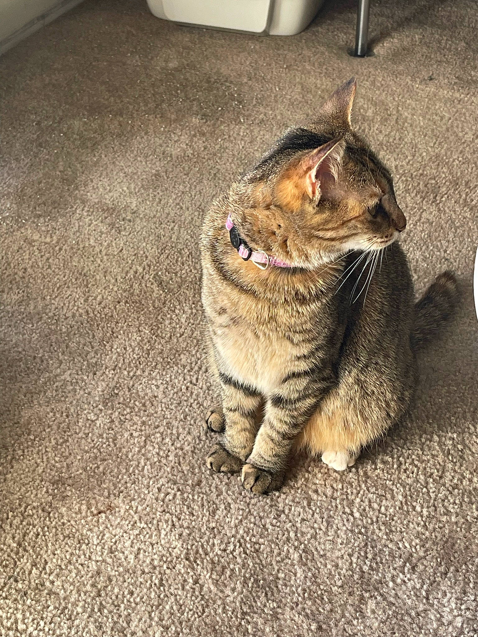 Kai is registered to the contest to win money with this photo: asphalt, carnivore, cat, domestic_short_haired_cat, door, eye, fawn, felidae, flooring, fur, grass, paw, road_surface, small_to_medium_sized_cats, snout, tail, terrestrial_animal, whiskers, wildlife, wood