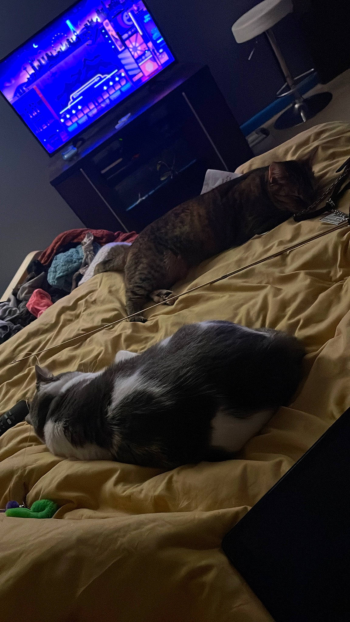 Kai is registered to the contest to win money with this photo: audio_equipment, bed, bedding, bedroom, canidae, carnivore, comfort, companion_dog, dog, dog_breed, event, floor, flooring, fur, hardwood, linens, room, sporting_group, television, wood