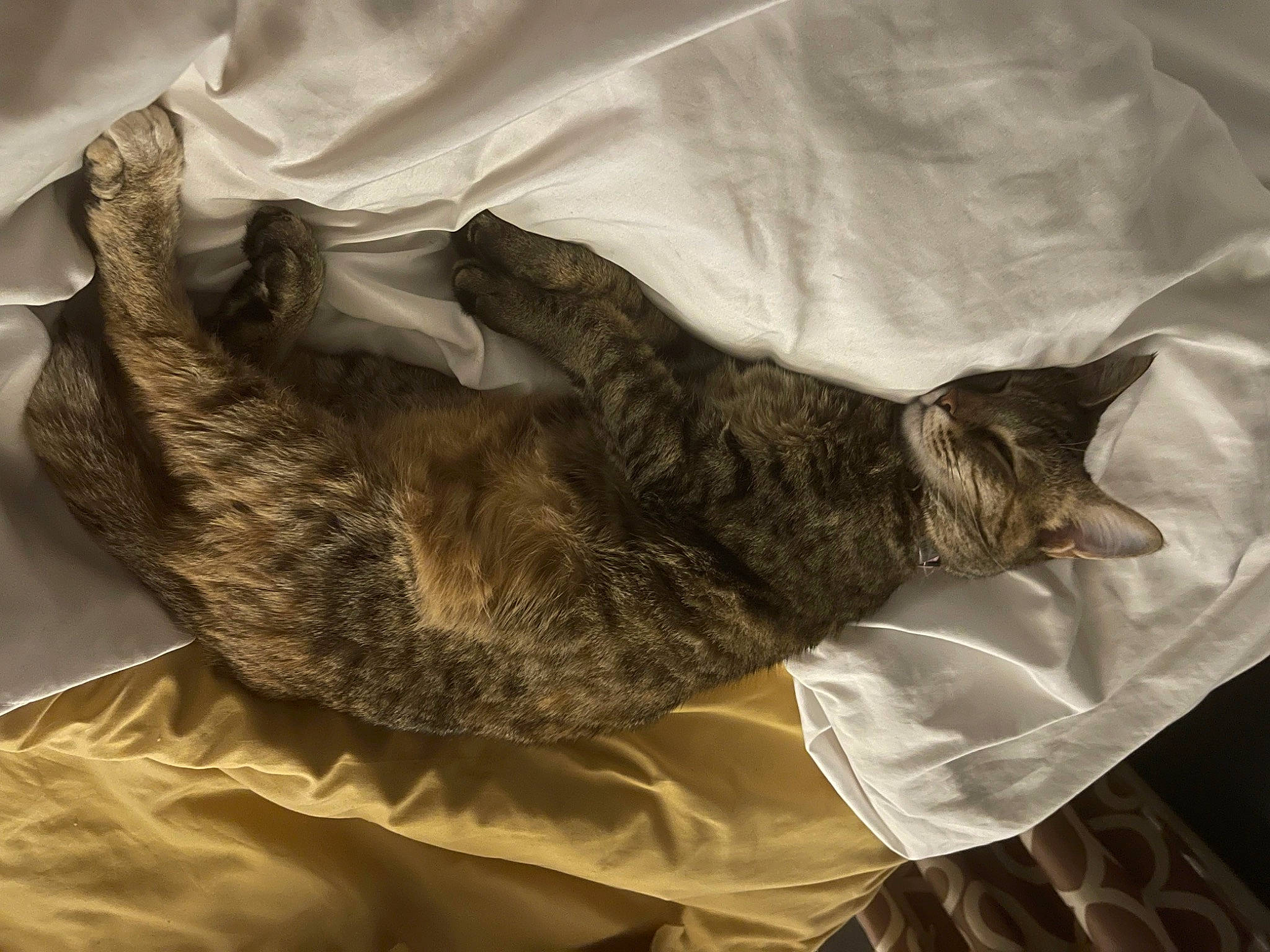 Kai joined the competition — help win amazing prizes! bed, bed_sheet, bedding, carnivore, cat, claw, comfort, domestic_short_haired_cat, duvet, felidae, fur, grey, linens, mammal, nap, paw, sleep, small_to_medium_sized_cats, tail, whiskers