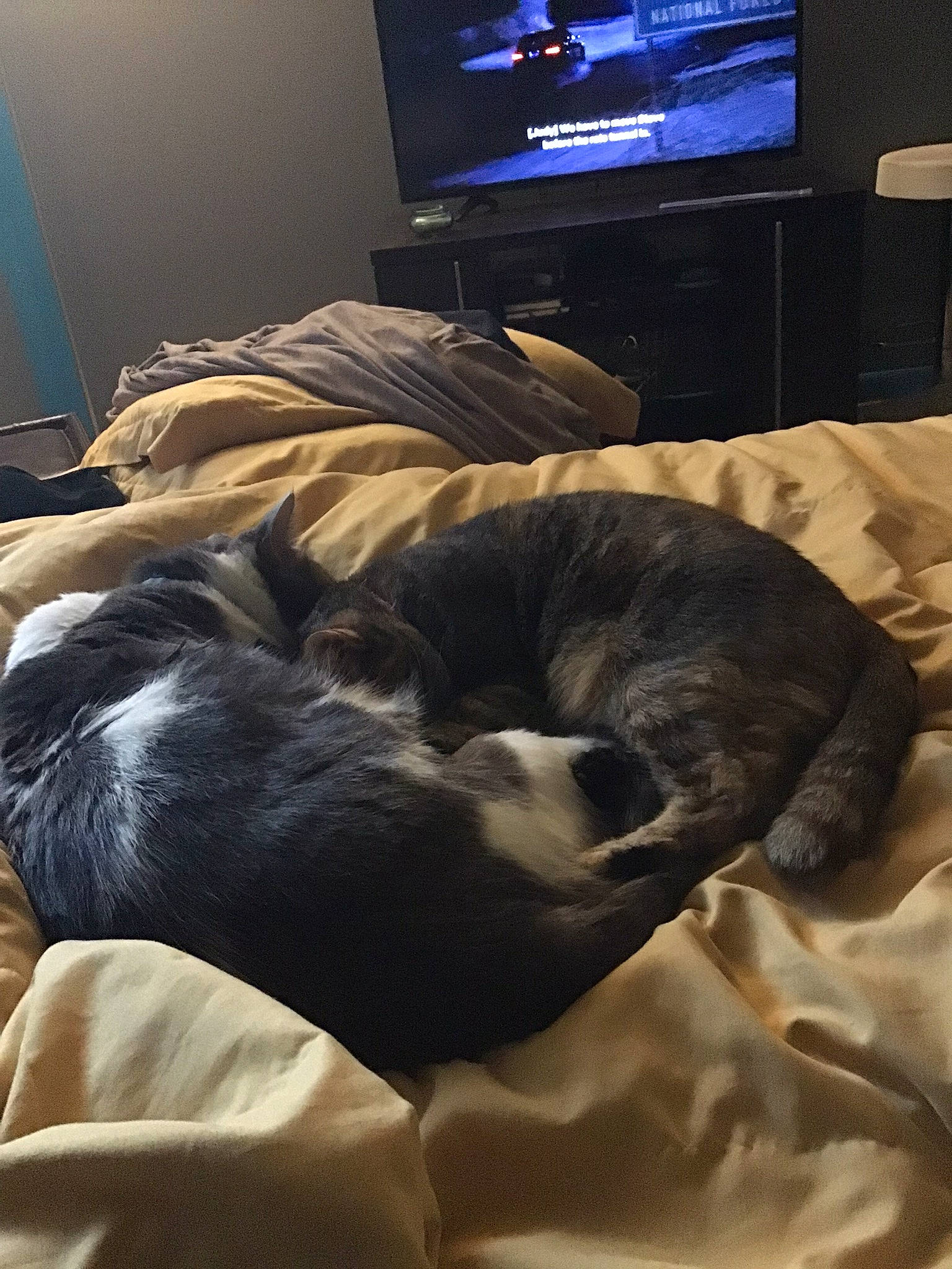 Kai is registered to the contest to win money with this photo: bed, bedding, bedroom, carnivore, comfort, companion_dog, couch, dog, dog_breed, fawn, flooring, fur, hardwood, home_appliance, led_backlit_lcd_display, linens, room, television, television_set, working_animal