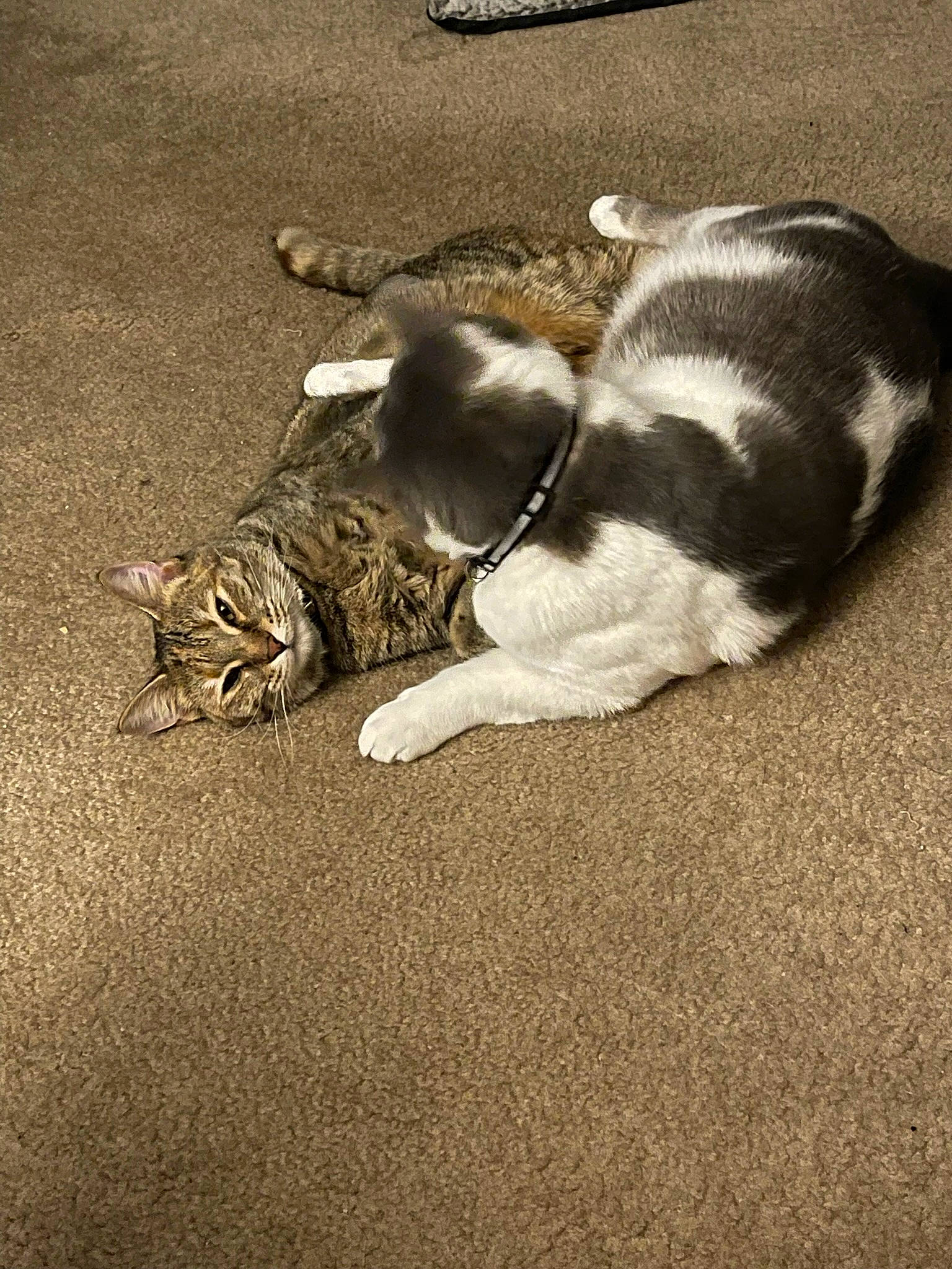 Kane is registered to the contest to win money with this photo: asphalt, carnivore, cat, comfort, companion_dog, dog_breed, fawn, felidae, flooring, grey, mammal, paw, road_surface, small_to_medium_sized_cats, snout, tail, terrestrial_animal, vertebrate, whiskers, wood