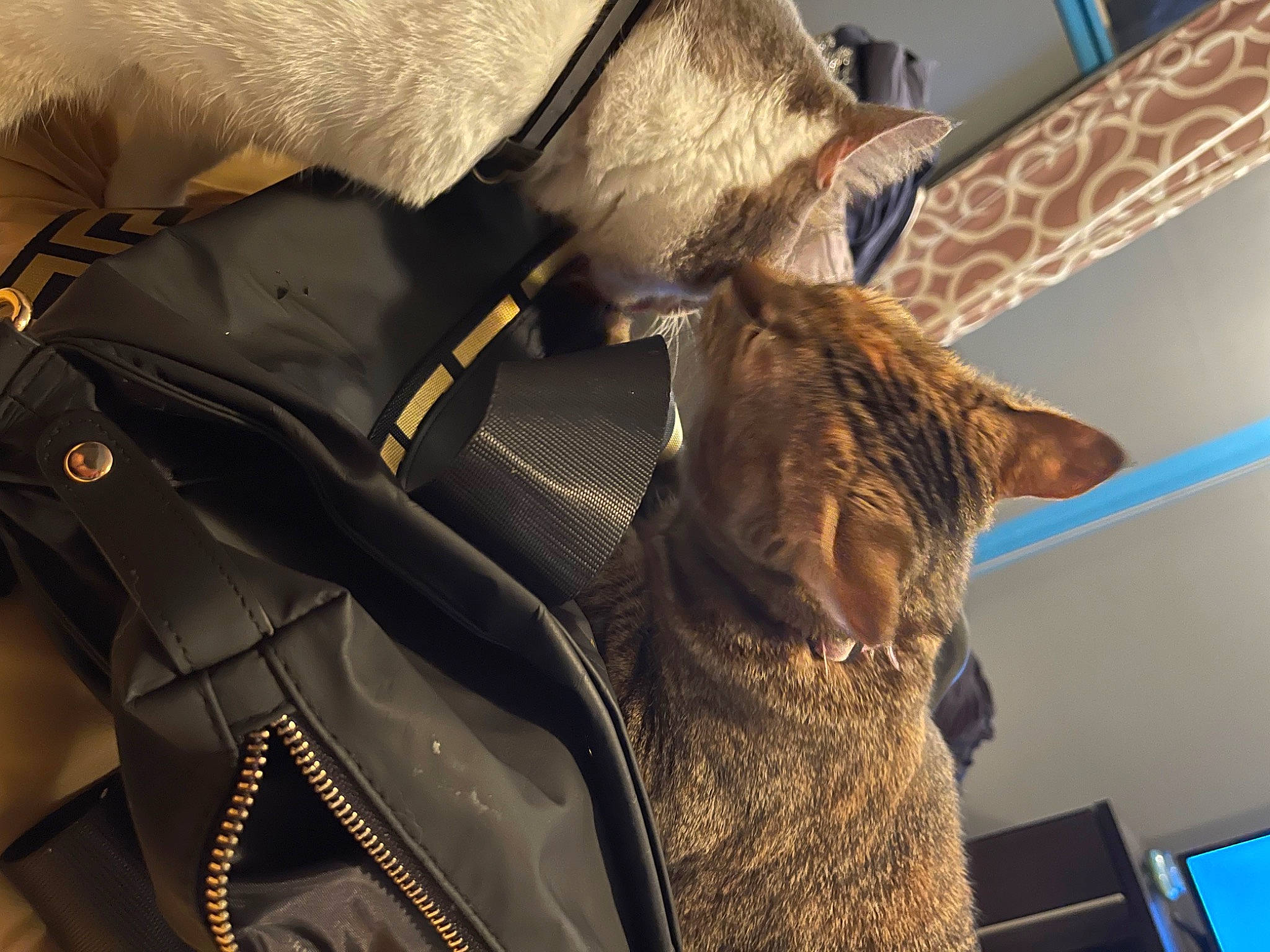 Kane is registered to the contest to win money with this photo: backpack, bag, baggage, blue, carnivore, cat, collar, comfort, domestic_short_haired_cat, felidae, fur, linens, luggage_and_bags, personal_protective_equipment, room, small_to_medium_sized_cats, snout, strap, tail, whiskers
