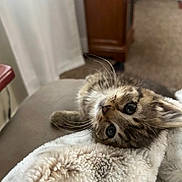 Angel is registered to the contest to win money with this photo: kitten, cat, animal, pet, feline, blanket, soft, fur, cute, cozy, indoors, couch, furniture, carpet, wooden_cabinet, whiskers, eyes, resting, curious, home