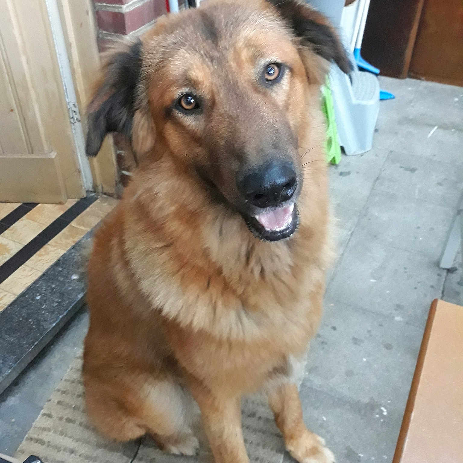 Simba