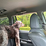 Ranger joined the competition — help win amazing prizes! animal, canine, car_interior, comfort, daylight, dog, fur, gray_fur, greenery, leisure, open_window, pet, red_blanket, relaxation, road_trip, seat, side_view, travel, trees, window