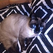 Mimine participe au concours pour gagner de l'argent avec cette photo : animal, bed, black_and_white, blanket, blue_eyes, cat, cozy, cute, domestic_animal, feline, fur, indoor, looking, lying_down, pattern, pet, resting, siamese_cat, soft, whiskers