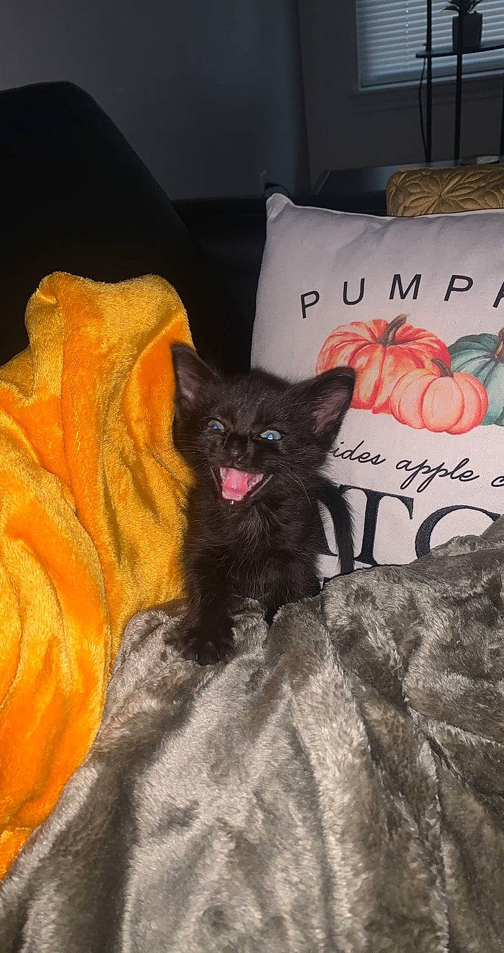 Sterling joined the competition — help win amazing prizes! bed, bedding, black_cat, carnivore, cat, comfort, companion_dog, couch, dog_breed, felidae, font, fur, grey, linens, pillow, small_to_medium_sized_cats, tail, textile, toy, whiskers