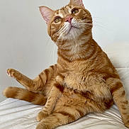 Felipe joined the competition — help win amazing prizes! cat, orange_tabby, pet, feline, indoor, bed, white_bedding, relaxed, curious, whiskers, ears, fur, tail, paw, domestic_animal, cute, animal, mammal, sitting, looking_up