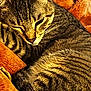 cat, tabby_cat, sleeping, curled_up, feline, pet, animal, fur, whiskers, close_up, cozy, blanket, orange, resting, domestic_cat, cute, mammal, striped, relaxed, indoor