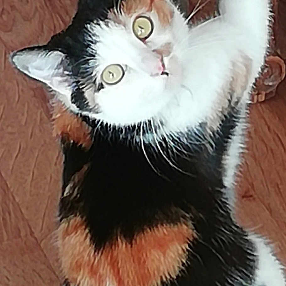 Okaïna a rejoint le concours — aidez-le/la à gagner de superbes lots ! american_wirehair, asian, black_cat, carnivore, cat, domestic_short_haired_cat, ear, european_shorthair, felidae, fur, kitten, paw, polydactyl_cat, small_to_medium_sized_cats, tail, whiskers