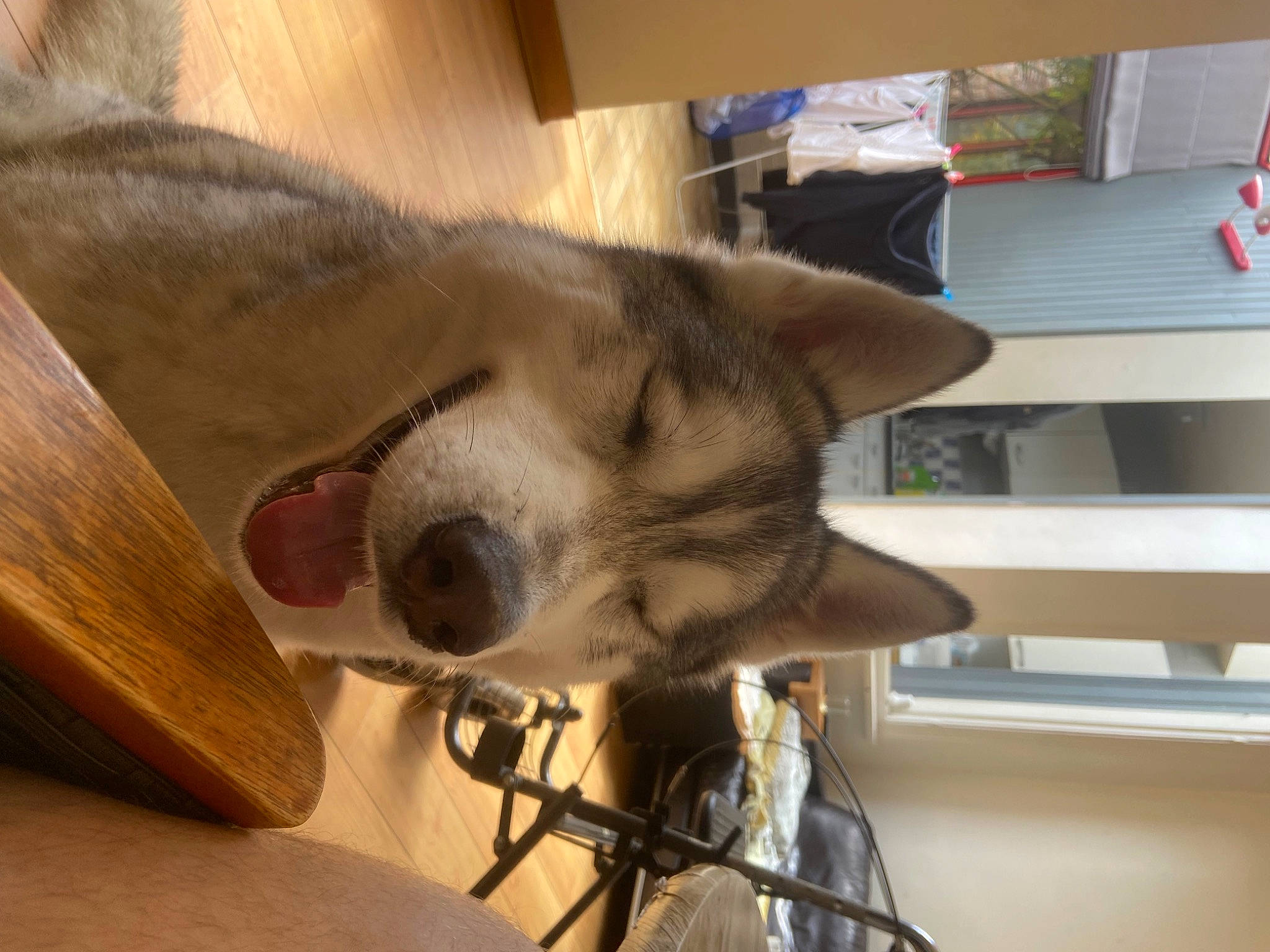 Baloo participe au concours pour gagner de l'argent avec cette photo : canidae, canis, carnivore, companion_dog, dog, dog_breed, ear, fawn, felidae, fur, jaw, non_sporting_group, small_to_medium_sized_cats, snout, sporting_group, tail, terrestrial_animal, whiskers, wood, working_animal